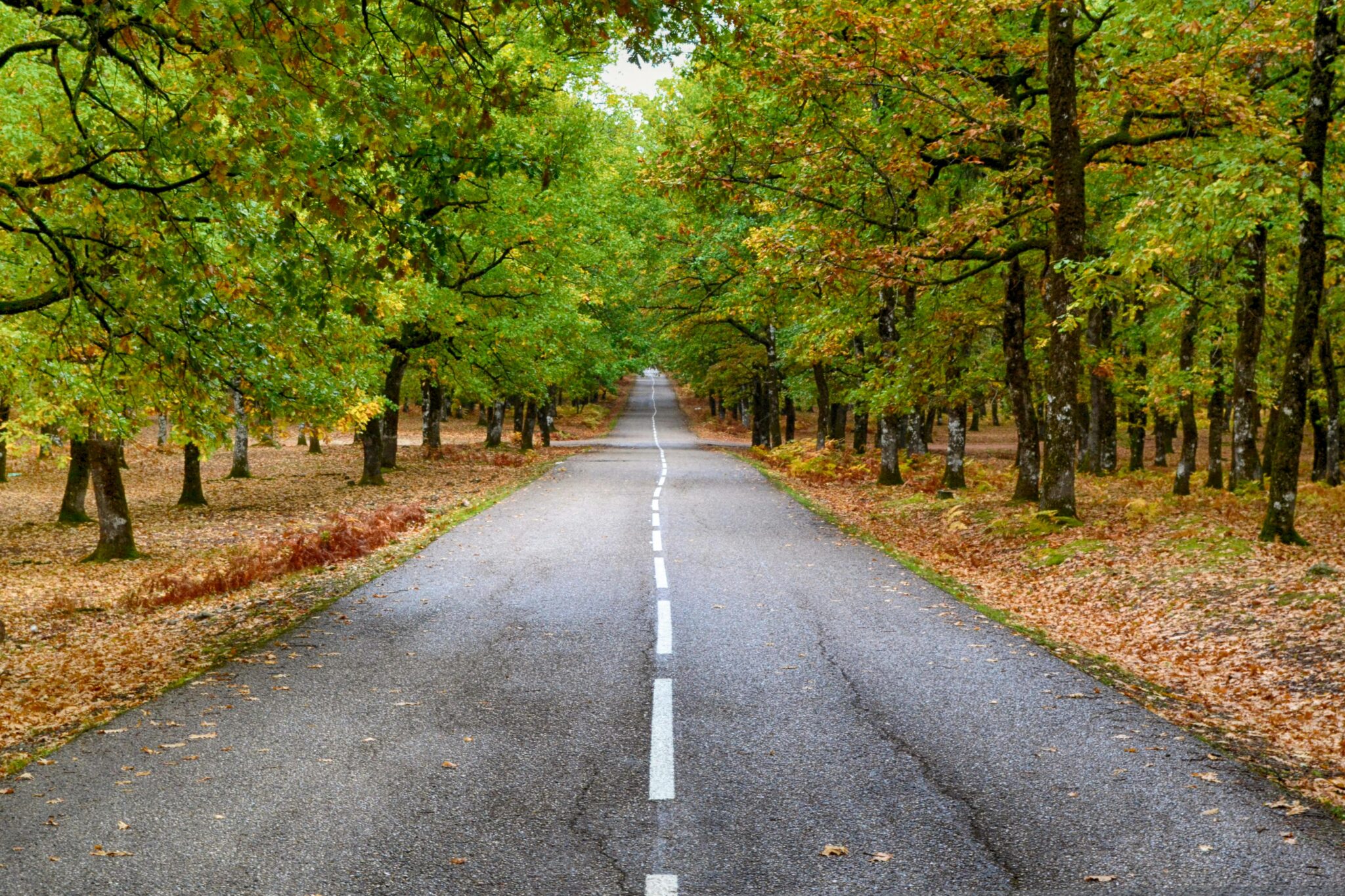 A picturesque road in Ilia, Greece, lined with vibrant autumn trees, perfect for travel and nature themes.